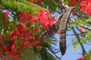 sadzonki - Płomień Afryki  Delonix regia 3 szt nasion