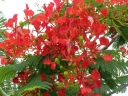 rośliny ogrodowe - Płomień Afryki  Delonix regia 3 szt nasion
