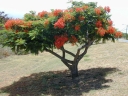 rośliny ozdobne - Płomień Afryki  Delonix regia 3 szt nasion