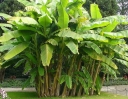 rośliny ozdobne -  Banan śnieżny górski  Musa ensete glaucum