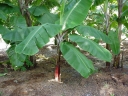 rośliny ogrodowe - Banan śnieżny górski  Musa ensete glaucum