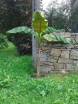 rośliny ozdobne - Banan śnieżny górski  Musa ensete glaucum