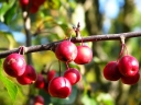 sklep ogrodniczy - Jabłoń ozdobna Ola (Malus Ola) C3/1-1,4m