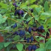rośliny ogrodowe -  Jagoda kamczacka WOŁOSZEBNICKA (Lonicera orientalis var. longifolia) P15