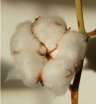 rośliny ogrodowe -  Bawełna indyjska - 1,0g nasion Gossypium Herbaceum