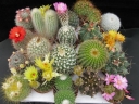 rośliny ozdobne -  Kaktusy - mieszanka - 0,2 g nasion Cactus spp.