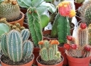 rośliny ozdobne - Kaktusy - mieszanka - 0,2 g nasion Cactus spp.
