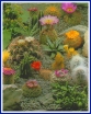 sklep ogrodniczy - Kaktusy - mieszanka - 0,2 g nasion Cactus spp.