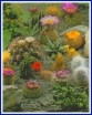 sadzonki - Kaktusy - mieszanka - 0,2 g nasion Cactus spp.