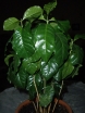 sklep ogrodniczy - Kawa arabska - 6 sztuk nasion Coffea Arabica