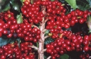 sklep ogrodniczy - Kawa arabska - 6 sztuk nasion Coffea Arabica