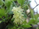 sklep ogrodniczy - Jagoda kamczacka WOŁOSZEBNICKA (Lonicera orientalis var. longifolia) P15