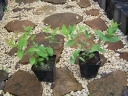 sadzonki - Jagoda kamczacka WOŁOSZEBNICKA (Lonicera orientalis var. longifolia) P15
