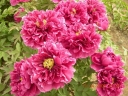 rośliny ogrodowe -  Piwonia drzewiasta HUA WANG (ciemno czerwona) Paeonia suffruticosa C7/30-40cm *40T