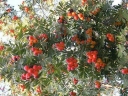 rośliny ogrodowe -  Jarząb domowy (Sorbus domestica)