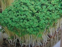 rośliny ogrodowe -  Rzeżucha ogrodowa - nasiona 10 g - Cardamine Pretensis