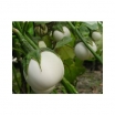 rośliny ozdobne - Oberżyna Eggs - nasiona 0,2 g - Solanum melongena