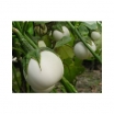 rośliny ogrodowe - Oberżyna Eggs - nasiona 0,2 g - Solanum melongena
