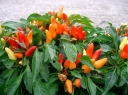 sklep ogrodniczy - Papryka Poupila - nasiona 0,5 g - Capsicum Annuum L.