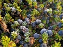 rośliny ozdobne - Bażyna czarna ZITRONELLA  Empetrum nigrum var. Zitronella C1