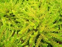 sklep ogrodniczy - Bażyna czarna ZITRONELLA  Empetrum nigrum var. Zitronella C1