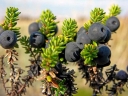 sadzonki - Bażyna czarna ZITRONELLA  Empetrum nigrum var. Zitronella C1