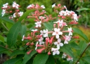 rośliny ogrodowe - Abelia mosanensis BRIDALBOUQUET 'Monia' Abelia mosańska C5/60-80cm K20