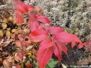 sadzonki - Abelia mosanensis BRIDALBOUQUET 'Monia' Abelia mosańska C5/60-80cm K20
