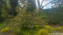 rośliny ogrodowe - Abelia mosanensis BRIDALBOUQUET 'Monia' Abelia mosańska C5/60-80cm K20