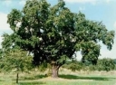 sklep ogrodniczy - Jarząb domowy (Sorbus domestica)
