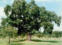 sadzonki - Jarząb domowy (Sorbus domestica)