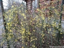 sklep ogrodniczy -  Jaśmin nagokwiatowy (Jasminum nudiflorum) C2/30-50cm *K11