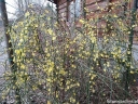 rośliny ogrodowe -  Jaśmin nagokwiatowy (Jasminum nudiflorum) C2/30-50cm *T17