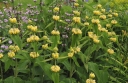 rośliny ozdobne -  Żeleźniak Russela Phlomis russeliana /C5 *1