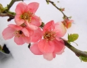 rośliny ozdobne - Pigwowiec wspaniały PINK TRAIL Interpitra  Chaenomeles x superba