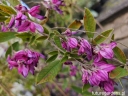 sadzonki - Lespedeza thunbergii C5/120-150cm *9