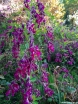 rośliny ogrodowe - Lespedeza thunbergii C5/120-150cm *9