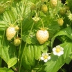 rośliny ozdobne - Poziomka YELLOW WONDER - nasiona - 0,1 g (Fragaria vesca)