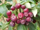 rośliny ogrodowe -  Jarząb pospolity odm. 'LIKJORNAJA'  Sorbus aucuparia C5/1,2-1,4m