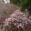 sadzonki -  Kalina wonna Viburnum farreri  syn. Viburnum fragrans C2/10-30cm *K13