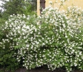 sklep ogrodniczy -  Jaśminowiec pachnący Philadelphus coronarius C5/60-80cm