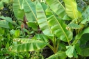 rośliny ozdobne -  Banan - nasiona - 5 szt  Musa velutina