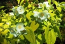 sklep ogrodniczy -  Jaśminowiec wonny AUREUS Philadelphus coronarius C3/20-30cm *K12