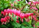 rośliny ogrodowe -  Serduszka okazała różowa - nasiona - 0,05 g  Dicentra spectabilis Rosea