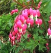 sadzonki - Serduszka okazała różowa - nasiona - 0,05 g  Dicentra spectabilis Rosea
