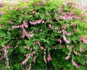 rośliny ozdobne - Serduszka okazała różowa - nasiona - 0,05 g  Dicentra spectabilis Rosea