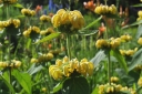 sadzonki - Żeleźniak Russela - nasiona - 0,2 g  Phlomis russeliana