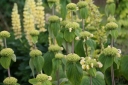rośliny ozdobne - Żeleźniak Russela - nasiona - 0,2 g  Phlomis russeliana