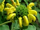 rośliny ozdobne - Żeleźniak Russela - nasiona - 0,2 g  Phlomis russeliana