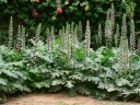 rośliny ogrodowe - Akant miękki białoróżowy - nasiona 2,5 g  Acanthus mollis